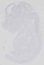 EMAGE:14334