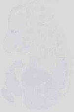 EMAGE:14337