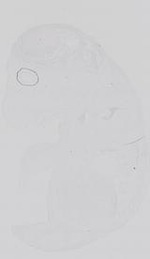 EMAGE:14348