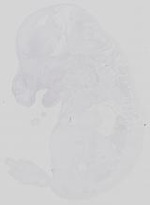 EMAGE:14350