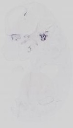 EMAGE:14352