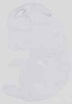 EMAGE:14387