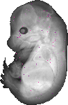 mouse atlas EMAGE spatial in situ gene expression database None