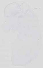 EMAGE:14389