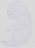 EMAGE:14391