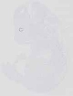EMAGE:14401