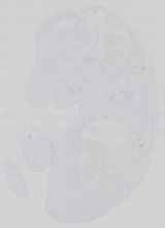 EMAGE:14420