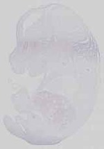 EMAGE:14422
