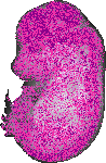 mouse atlas EMAGE spatial in situ gene expression database None