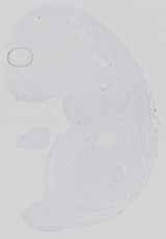EMAGE:14447