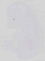 EMAGE:14447