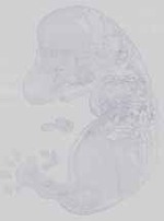 EMAGE:14453