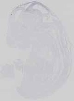 EMAGE:14454