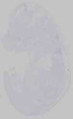 EMAGE:14473