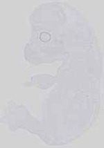 EMAGE:14495