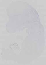 EMAGE:14509