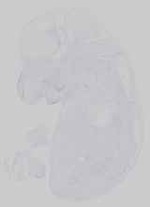 EMAGE:14522
