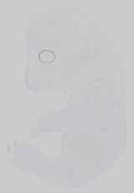EMAGE:14522