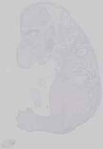 EMAGE:14530