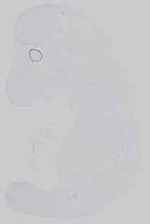 EMAGE:14530