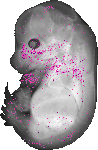 mouse atlas EMAGE spatial in situ gene expression database None