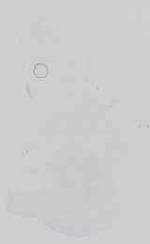 EMAGE:14549