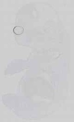 EMAGE:14557