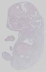 EMAGE:14557