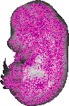 mouse atlas EMAGE spatial in situ gene expression database None