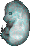EMAGE:14581