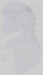 EMAGE:14583