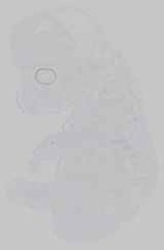 EMAGE:14607
