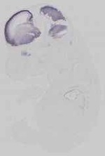 EMAGE:14619