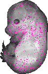 mouse atlas EMAGE spatial in situ gene expression database None