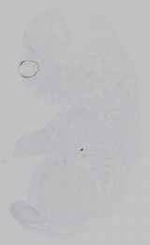 EMAGE:14646