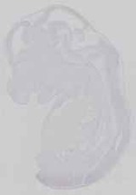 EMAGE:14662