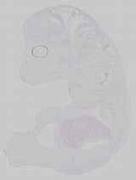 EMAGE:14681
