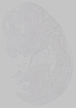 EMAGE:14687