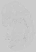 EMAGE:14689