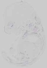 EMAGE:14689