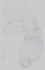 EMAGE:14689