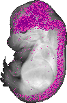 mouse atlas EMAGE spatial in situ gene expression database None