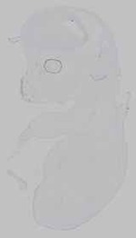 EMAGE:14705