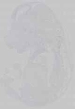 EMAGE:14724