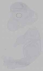 EMAGE:14727