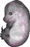 mouse atlas EMAGE spatial in situ gene expression database None