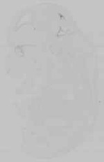 EMAGE:14735