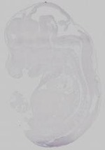 EMAGE:14767