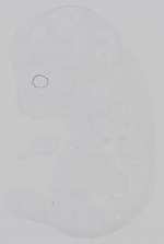 EMAGE:14770