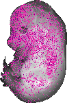 mouse atlas EMAGE spatial in situ gene expression database None